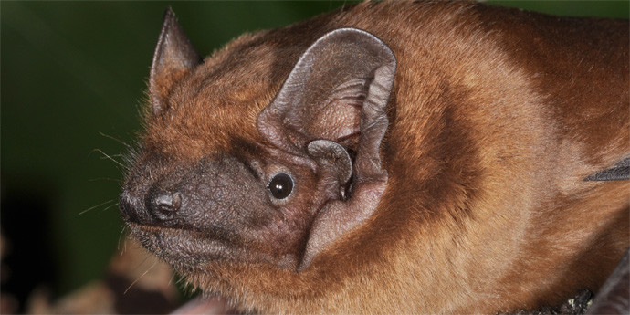 Großer Abendsegler - Foto: NABU/Eckhard Grimmberger Abendsegler im Portrait