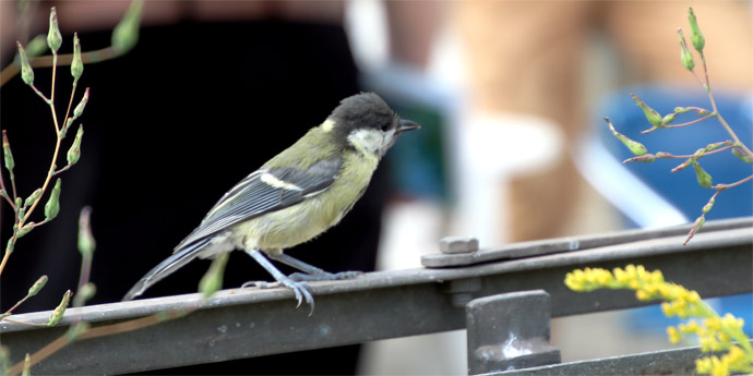 Kohlmeise an der Wildvogelauffangstation - Foto: Ute Maria Meiser