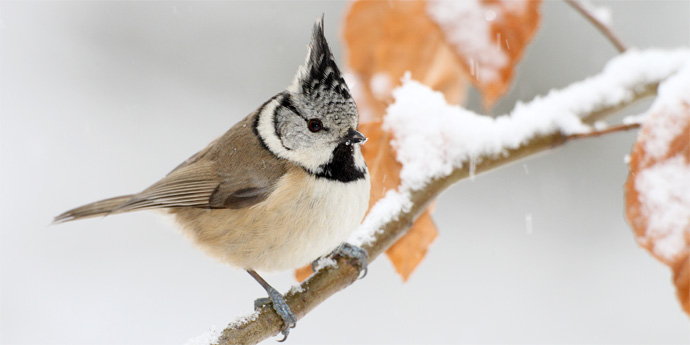 Haubenmeise im Winter - Foto: Frank Derer Haubenmeise auf einem verschneiten Ast sitzend