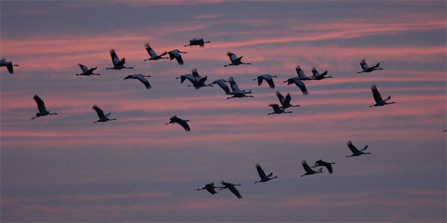 Kranichzug - Foto: Tom Dove Kranichzug - Foto: Tom Dove