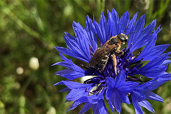 Sechsbindige Furchenbiene - Dr.  Foto: Julia Michely