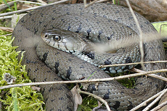Barrenringelnatter – Foto: Gabi Stein
