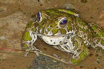 Wechselkröte – Foto: Gabi Stein