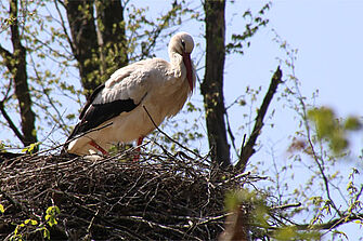 Storch auf seinem Horst - Foto: Ute Maria Meiser