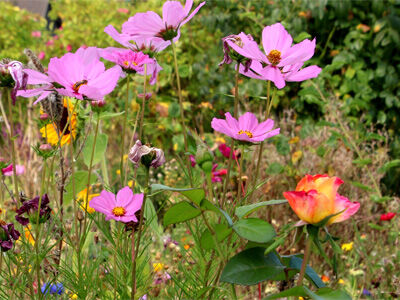 Wildblumen-Wiese mit Rose - Foto: Ute Maria Meiser